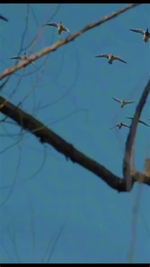 Explore Guided Duck Hunts in Timber Sports