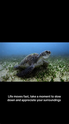 Underwater Adventure: Snorkeling with Turtles & Rays