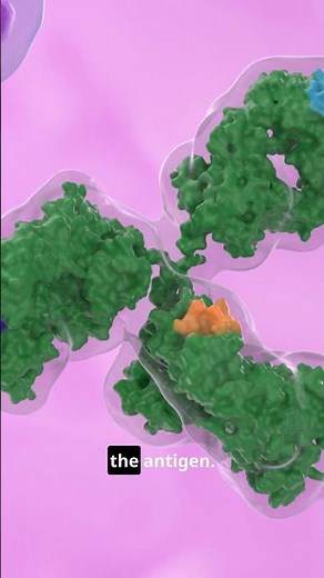 Monoclonal vs. Polyclonal Antibodies: What's the Real Difference?