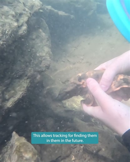 Making waves in conservation with another hellbender release! 🌊 We’re thrilled to announce that 27 zoo-raised eastern hellbenders have been successfully released into local Middle Tennessee waterways! This marks over 110 hellbenders that have been released since the start of our hellbender headstart program and is the product of our partnership with the Tennessee Wildlife Resources Agency & Tennessee State University. We’re honored to help this state-endangered salamander species and work to st