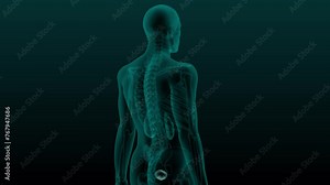 X-ray scan of the human urinary system. 3d render animation of urinary bladder Stock Video