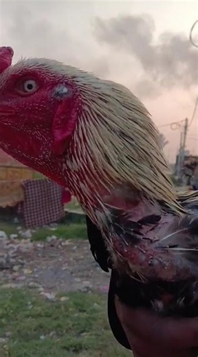 Java high quality asil subscribe my YouTube channel 🥰🙏