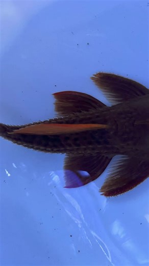 The Pleco, or Plecostomus, is a popular freshwater catfish native to rivers in Brazil. Known for their distinctive armor-like plates and sucker mouths, Plecos are often kept in aquariums for their algae-eating habits. These fish come in various species, each showcasing unique patterns and colors. Plecos can grow quite large, and they are valued for their hardy nature and the crucial role they play in maintaining clean tanks. #Pleco #Plecostomus #BrazilianFish #FreshwaterFish #AquaticLife #Catfis