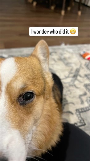 Beebo and Elizabeth on Instagram: "Who did it? 😭"