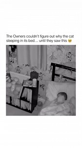 He just accepted that he was stuck in the covers 😻 #AdorablePurrballs #catsanddogs #catswiththeirtonguesout Disclaimer: No copyright infringement intended. All credit goes to the rightful owners | Playful Meow