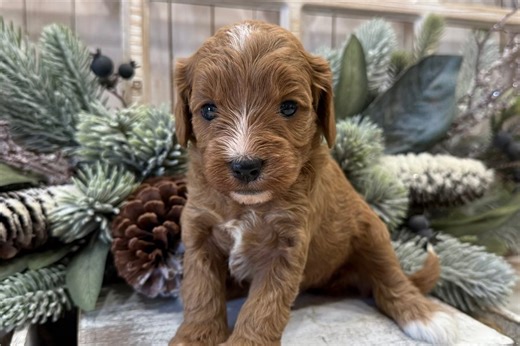 Noelle - Cavapoo Puppy 64F308