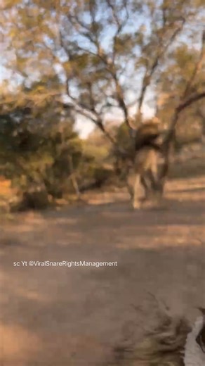 77K views · 689 reactions | Lion climbing tree, very good climber. | Fun Page | Facebook