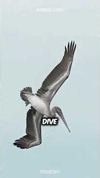 Discover Pelican a very cute pet breed