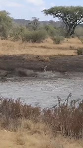 897K views · 14K reactions | At the water’s edge, the scene feels...