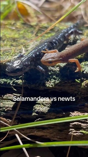Difference between Salamander & Newts! #nature #wildlife #amphibians #salamander #newt