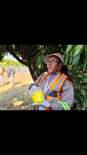 🌿 Field Visit Wrap-Up | #africaphytosanitaryprogramme 🌿 That’s a wrap on today’s field excursion! After insightful stops at the Agricultural Research Council Institute for Tropical and Subtropical Crops Campus and the Banana GIBA Farm in Mpumalanga, delegates leave empowered, informed, and inspired. From fruit fly trapping techniques to identifying symptoms of devastating banana diseases such as Fusarium TR4 and Banana Bunchy Top Virus, this hands-on experience deepened participants’ understan