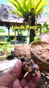 Coffee Made from CAT POOP | Story Behind Luwak Coffee Making