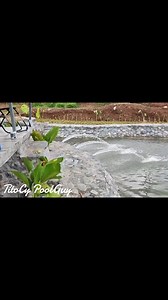 12 reactions · 22 comments | #titocypoolguy #poolguy...