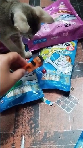 She's disturbing to owner #kitten #kittenlove #cat #cute #disturbing #disturbed