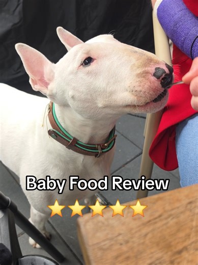When your baby loves baby food more than the actual baby does… ⭐⭐⭐⭐⭐ #Barry #BullTerrier #FurBaby #BabyFood #DogTok
