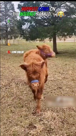 Happiest Cows On The Internet Ranked 🐄😭