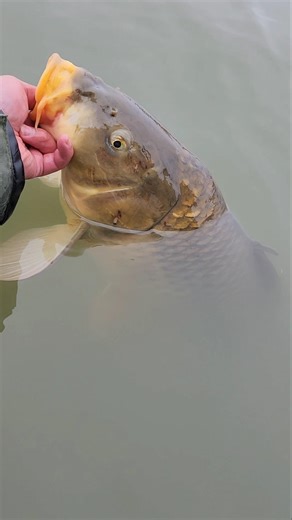 Carpe Diem = Carp Day😆!!