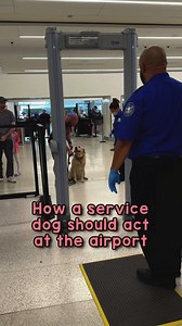 19M views · 517K reactions | How a service dog should behave at the airport. #dog #servicedog #labrador #dogdad #goodboy #dogsoffacebook #dogsofinstagram | Magnus The Therapy Dog | Facebook