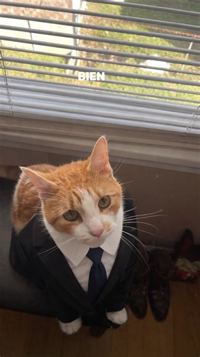 Understanding Your Cat's Behavior