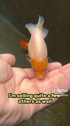 Local Ranchu & Goldfish Sale in Northern Illinois
