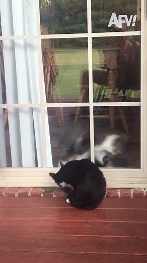 Whatever the goal was, he failed 😹 #afv #cats