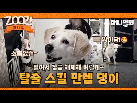 [#Zoo간애니멀] 자 따라혀봐 입으로 물고! 발로 열고!😎 탈출 스킬 만렙견 댕이의 정확성 200% 탈출법 I EP.1256 #TV동물농장 #AnimalFarm #애니멀봐