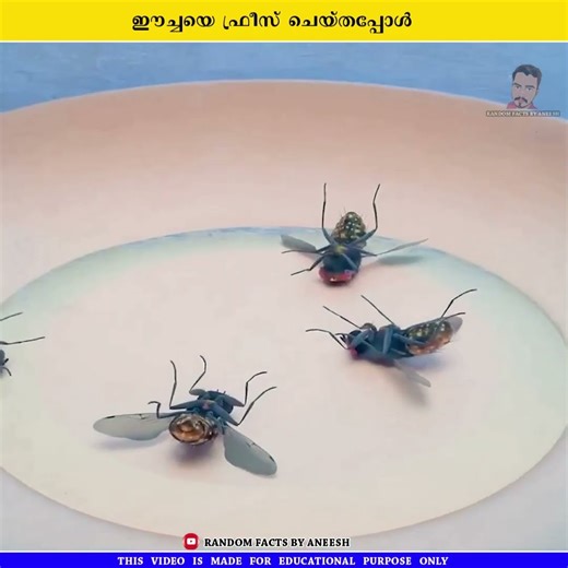 ഈച്ചയെ ഫ്രീസ് ചെയ്തപ്പോൾ #shorts