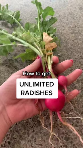 How to Harvest Radish Seeds for Unlimited Radishes!