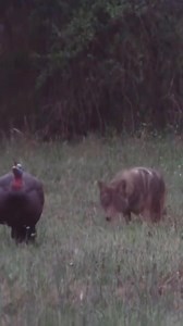 1.2M views · 16K reactions | What’s the craziest thing you’ve seen in the decoys? Via @thefowllifetv | Hunter Nation | Facebook