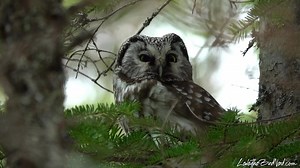 The rare to see Boreal Owl. | LesleytheBirdNerd