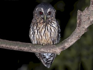 Mottled Owl - eBird