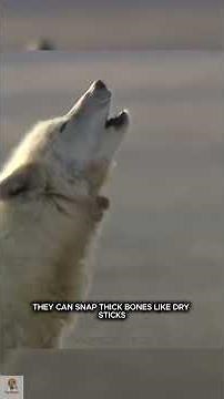 5 TERRIFYING Facts About The Northwestern Wolf You Should NEVER Ignore 🔥