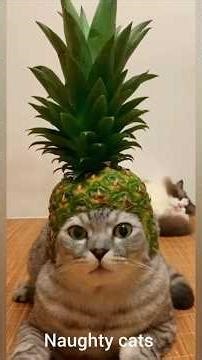 Funny Cat & Pet Moments 😂🐱#funny