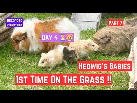 Tiny Guinea Pig Babies Running on Grass for the Very First Time! 🐹✨