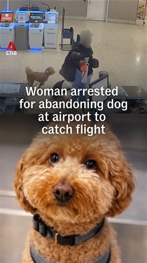 "We can’t believe we have to say this… but please don’t abandon your dog at the airport — or anywhere else," said the Las Vegas Metropolitan Police Department as it released footage of a woman ditching her dog at the Harry Reid International Airport to catch a flight. The incident happened on Feb 2. Airline staff at a Jet Blue counter had advised the dog’s owner that she was required to complete online documentation in order to travel with it as a service dog. As she did not complete paperwork f