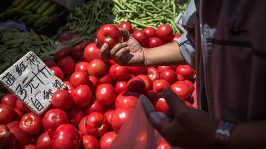 Chinese scientists modify tomatoes to make them ‘significantly sweeter’