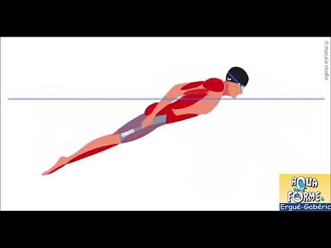 Muscles sollicités en natation