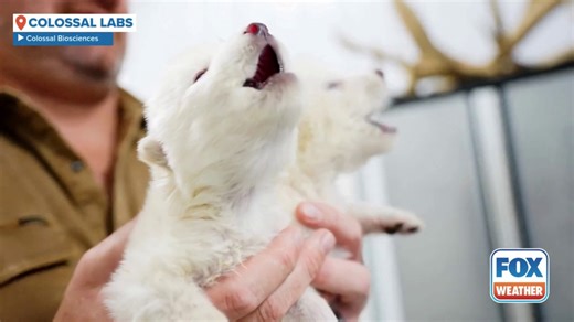 Hear the first dire wolves brought back from extinction