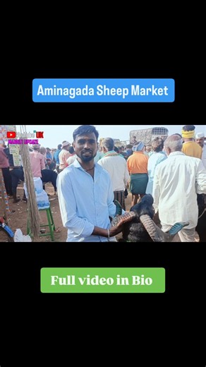 Uk Market Update | Aminagada Sheep Market 🐏 Full video on YouTube Channel 🤟 | Instagram