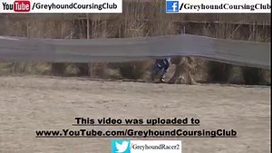 265K views · 2.6K reactions | Greyhound vs rabbit race in Rajpur coursing club 2022. for more visit us on https://www.youtube.com/c/GreyhoundCoursingclub | Greyhound Coursing Club | Facebook