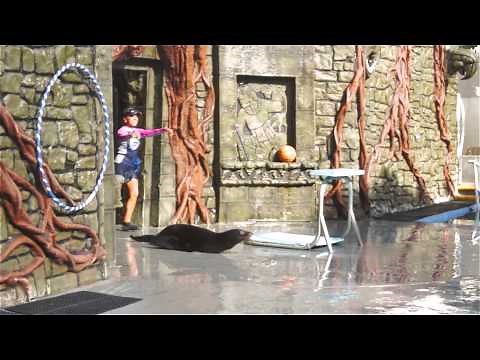Dolphin Encounter and Sea Lion Show at Chankanaab