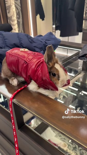 Moncler Pet Collection Try-On with Saly the Bunny