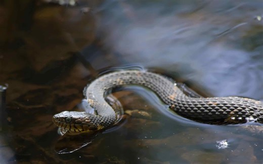 Beware of Snakes in These Popular U.S. Rivers