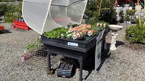 5.3K views · 38 reactions | 凌BUSINESS IS BLOOMING While coronavirus has forced many businesses to “hibernate” or close, some nurseries are thriving as people spend up big on flowers and vegetable seeds. It is a welcome change for the Greenbourne Nursery at Wauchope on the NSW Mid North Coast. Recent rain has also given people confidence to tend to spend time and money on their gardens. | ABC Rural | Facebook