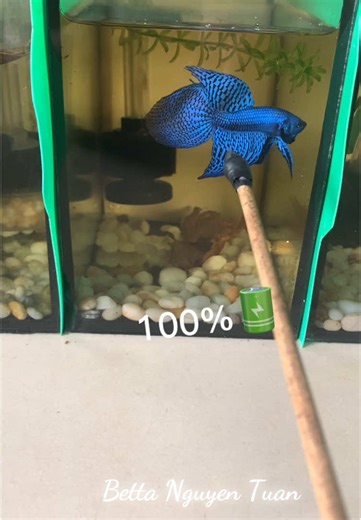 Lia thia thái Alien blue longtail#xuhuongtiktok #nguyentuanbetta #trend #wildbetta #alienblue