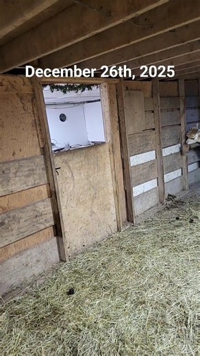 December 26th, 2025 - Feeding alpacas Watch #live every day at 7:30 am ET on #Facebook or #Instagram @SamysAlpacaFarm You can help us look after them by • coming out for a farm visit • coming for a farm stay (sleepover) • shopping our webstore (you can even buy grain for them 😀) Check our website. www.samysalpacafarms.ca #alpaca #llama #alpacafarm #farmexperience #farmanimals #breakfast #goodmorning #justforthefunofit #alpacasforever #alpacaworld #December26 #airbnb #str #tourism #visitmiddlese