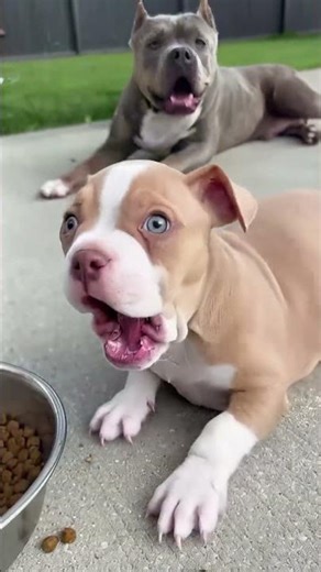 Chihuahua thinks he's a Monster! 🎭 Watch the Puppy's Reaction 😂