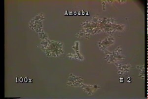 Microlife in the Activated Sludge Process (COPYRIGHT EPA)