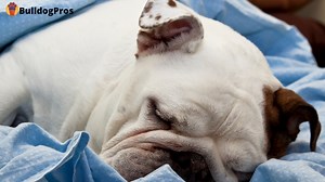 5 Best English Bulldog Beds - 2026 Ultimate Buying Guide