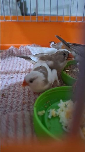 Zebra Finch Feeding Time 🌿💛